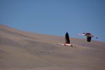 laguna Colorada - photo Catherine Bolmont