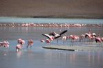 laguna Colorada - photo Catherine Bolmont