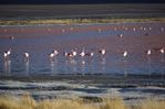 laguna Colorada - photo Catherine Bolmont