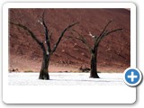 Namibie - Dead Vlei
