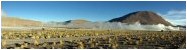 geysers de Tatio