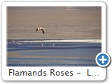 Flamands Roses -  Laguna Colorada