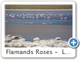 Flamands Roses -  Laguna Colorada