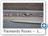 Flamands Roses -  Laguna Colorada