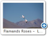 Flamands Roses -  Laguna Colorada